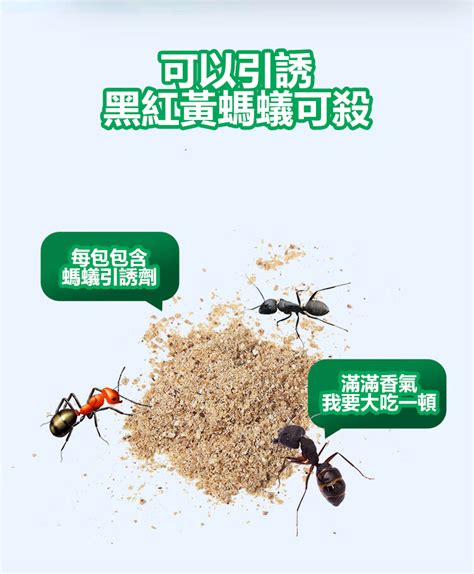 螞蟻風水|家裡有螞蟻吉利嗎，預示著什麼